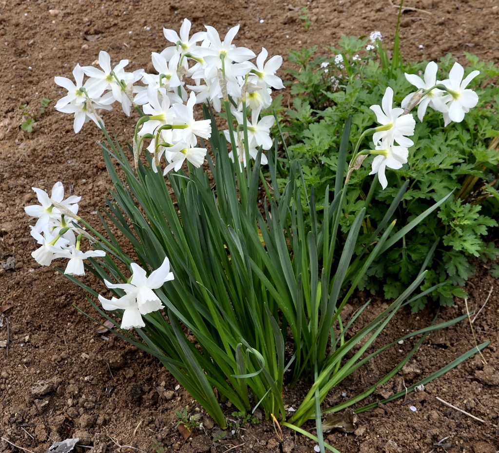 Изображение особи Narcissus triandrus.