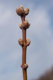 Image of taxon representative. Author is Ренат Рахматуллин