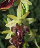 Ophrys mammosa subspecies caucasica. Цветок. Краснодарский край, м/о г. Новороссийск, в культуре на приусадебном участке. 6 мая 2017 г.