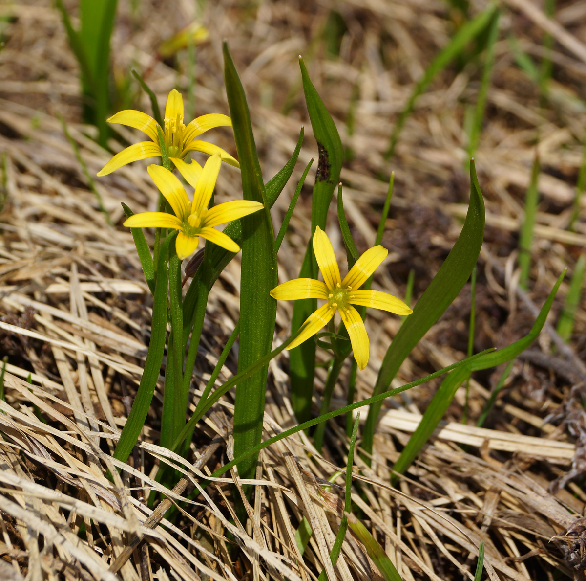 Image of genus Gagea specimen.