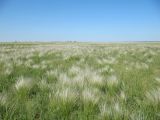 Stipa