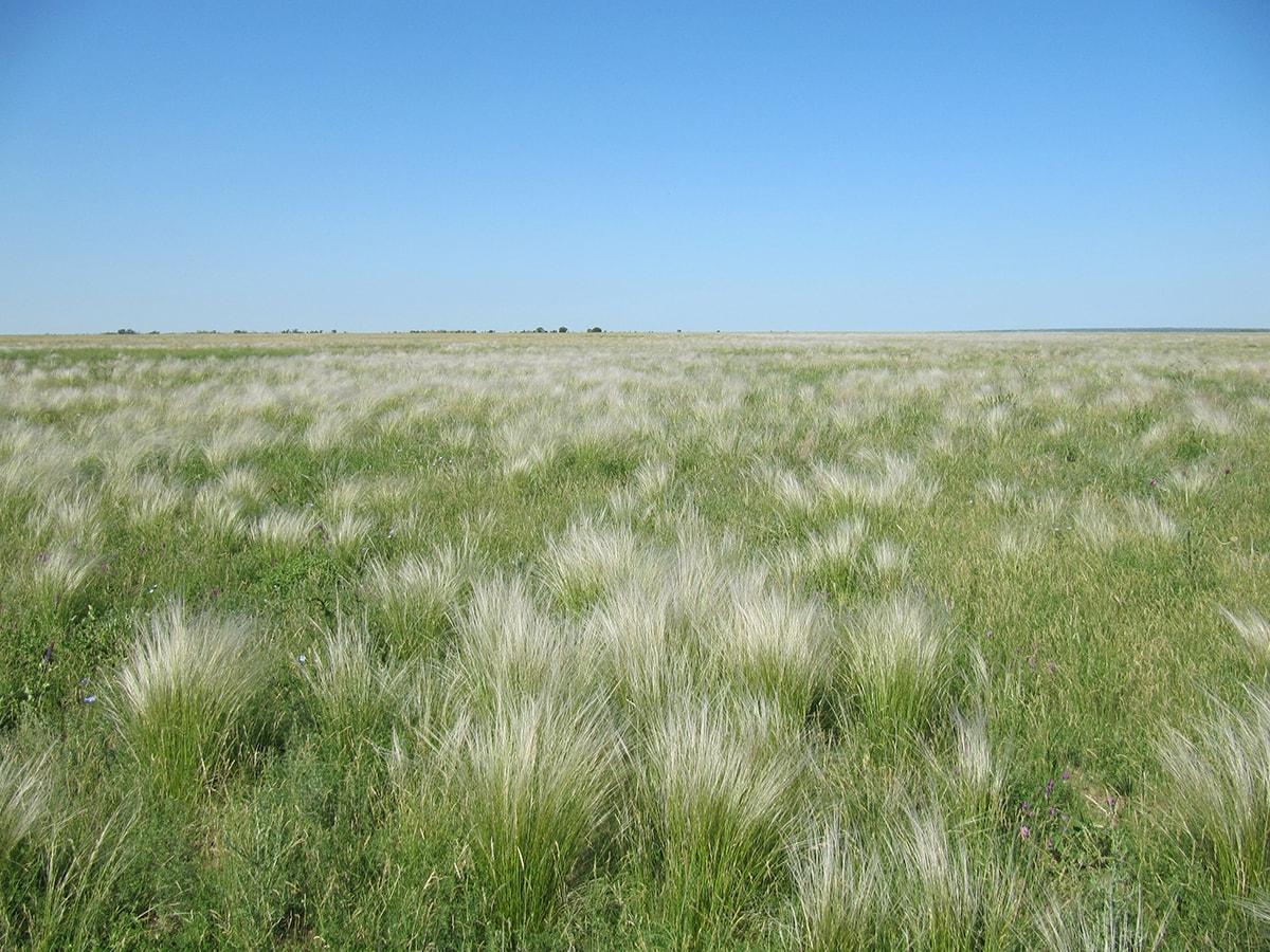 Изображение особи род Stipa.