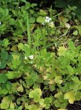 Cardamine amara