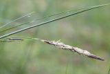 Carex lasiocarpa