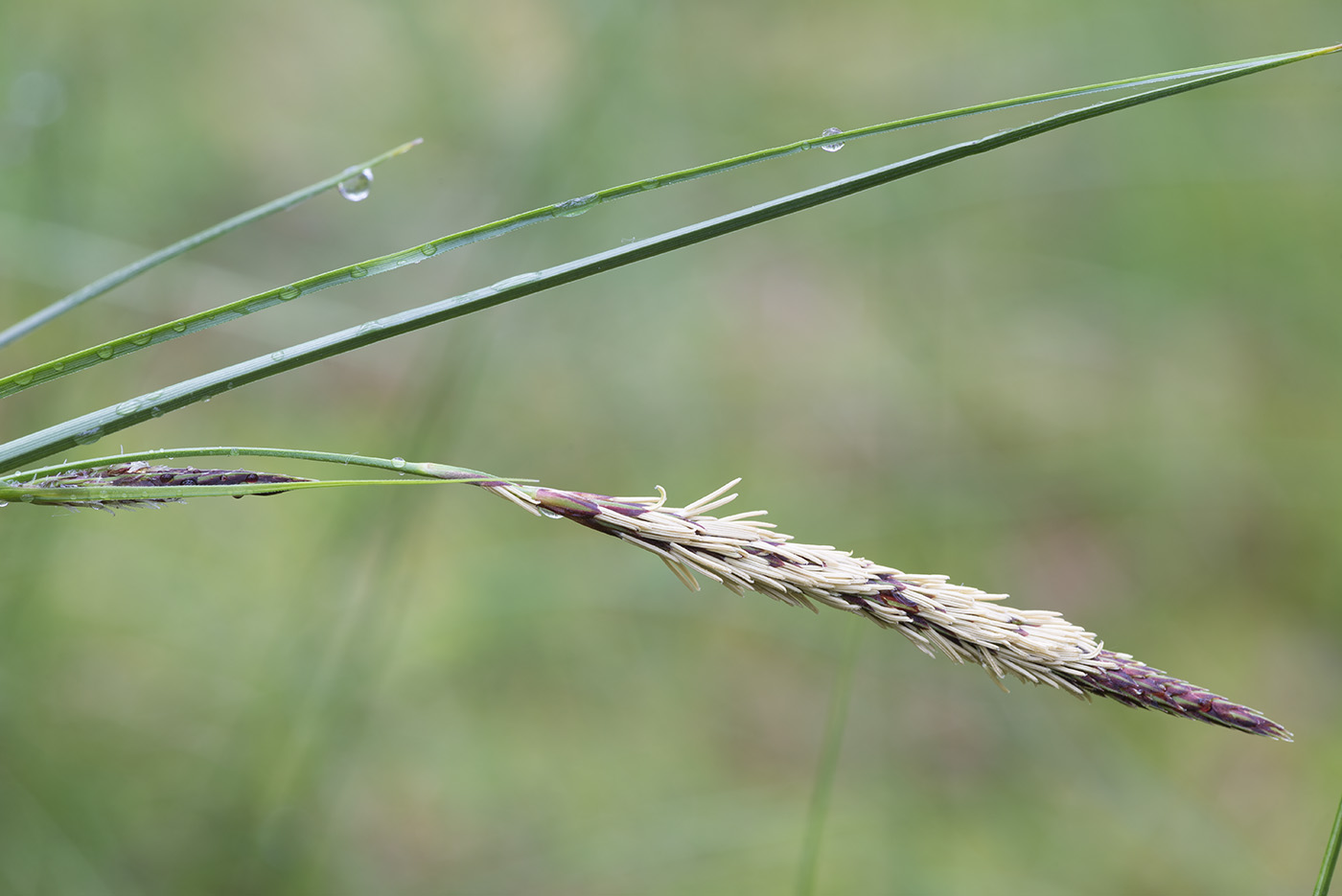 Изображение особи Carex lasiocarpa.