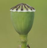 Papaver rhoeas