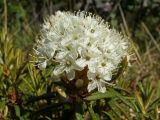 Ledum decumbens. Соцветие. Магаданская обл., окр. г. Магадан, бухта Нагаева, Морпортовская сопка, разнотравный пологий склон. 19.06.2016.