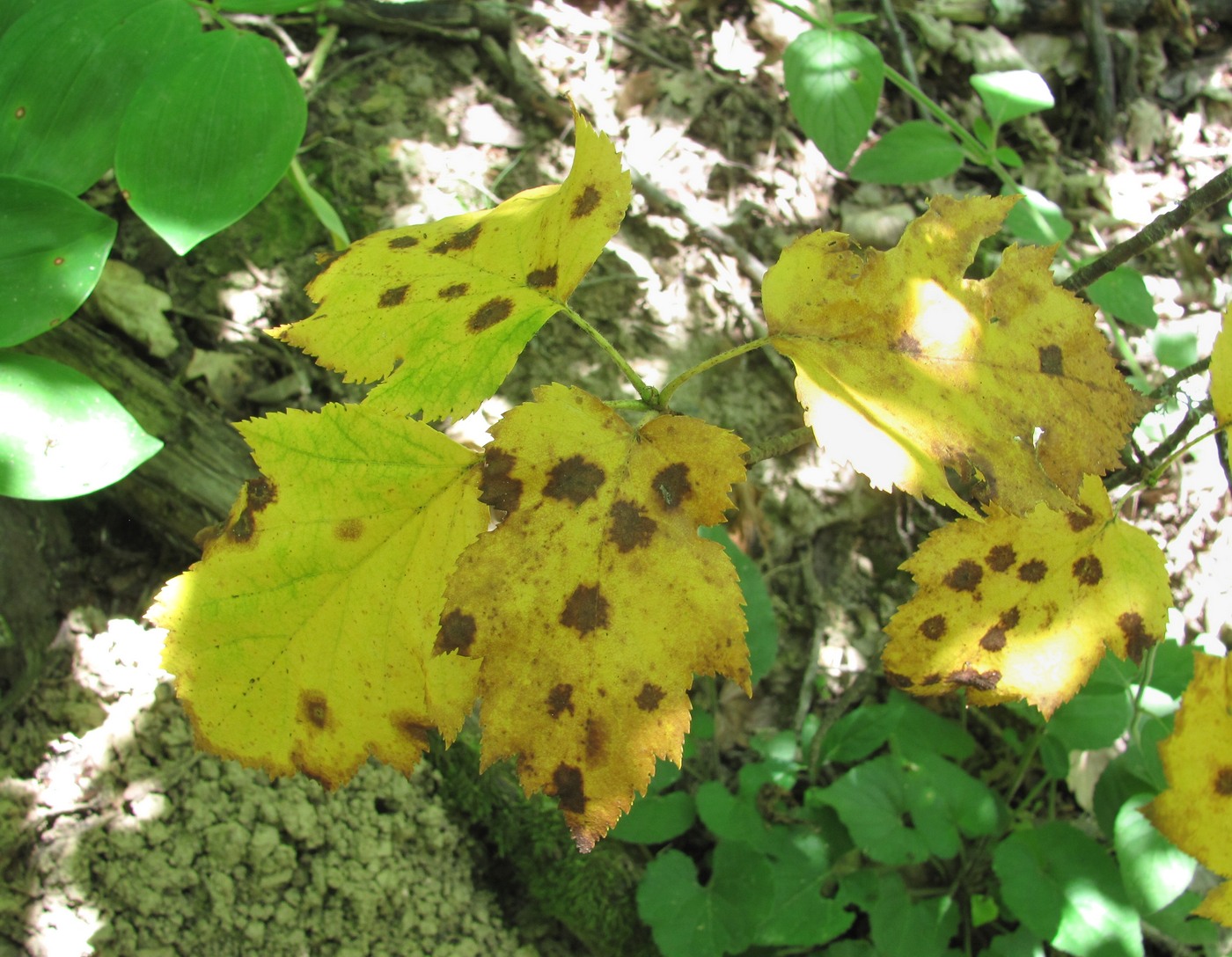 Image of Sorbus torminalis specimen.