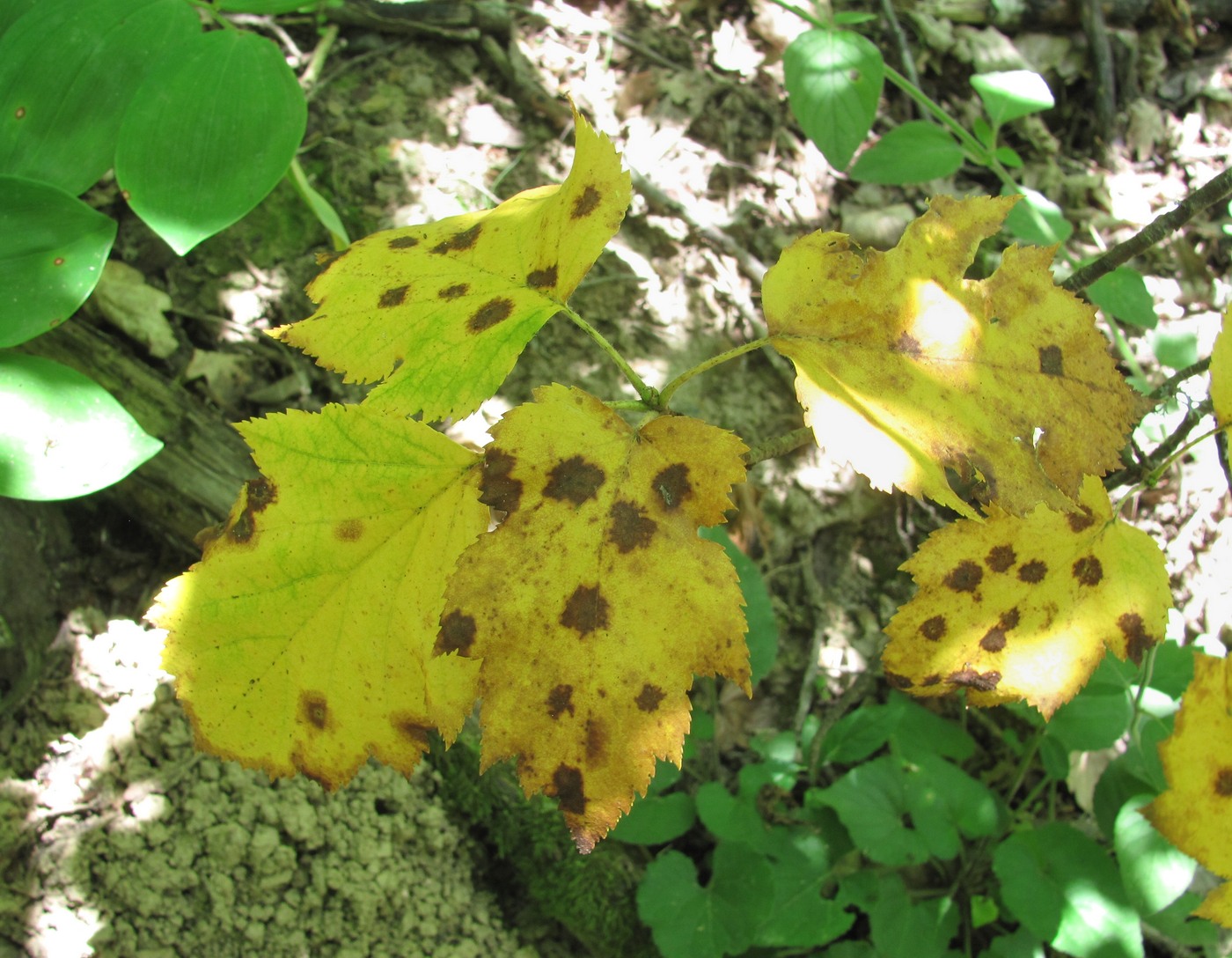 Изображение особи Sorbus torminalis.