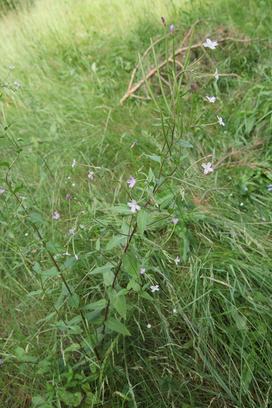 Изображение особи Epilobium montanum.