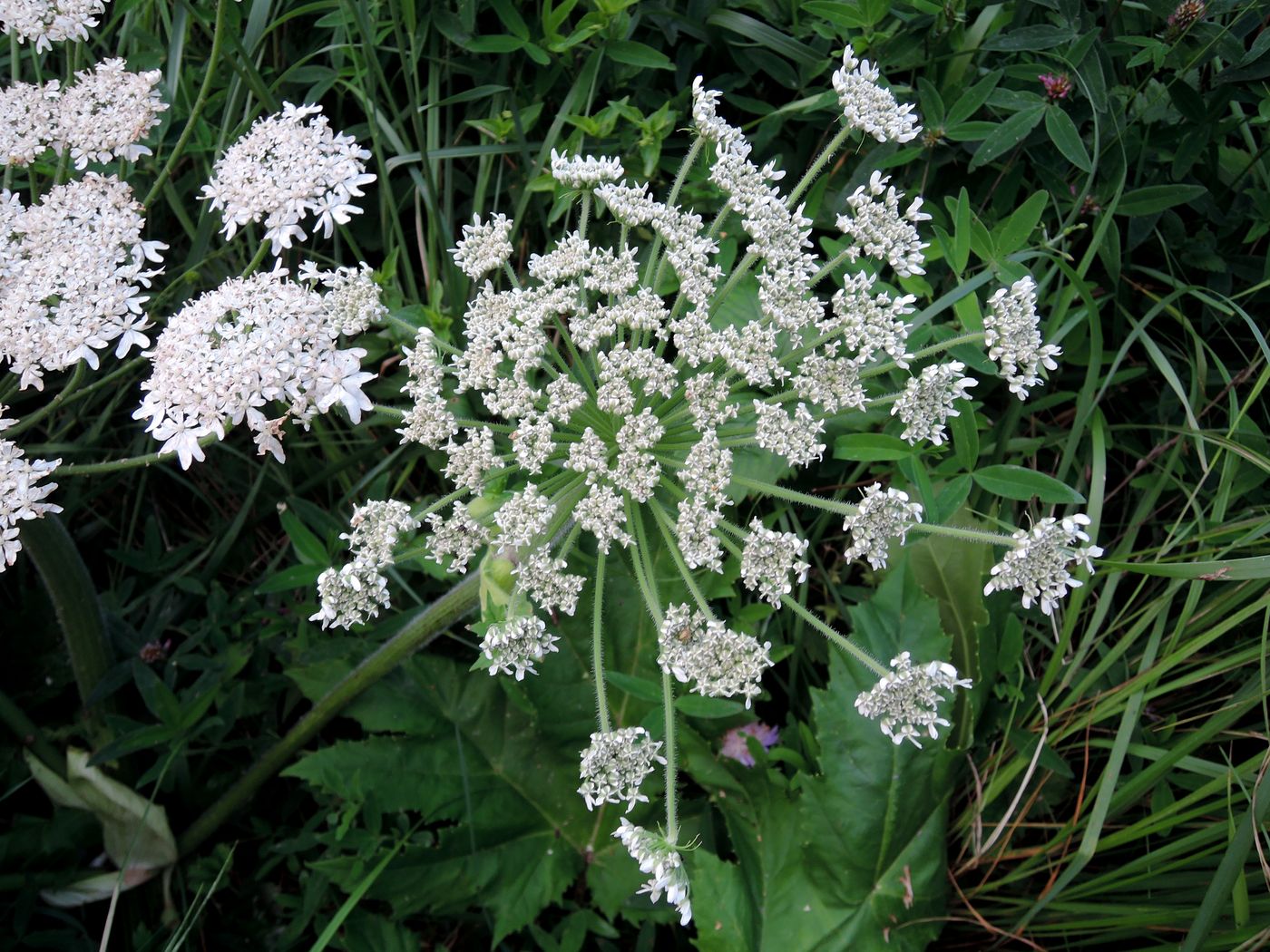 Image of Heracleum sosnowskyi specimen.