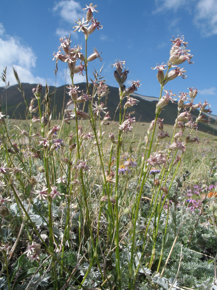 Изображение особи Silene graminifolia.