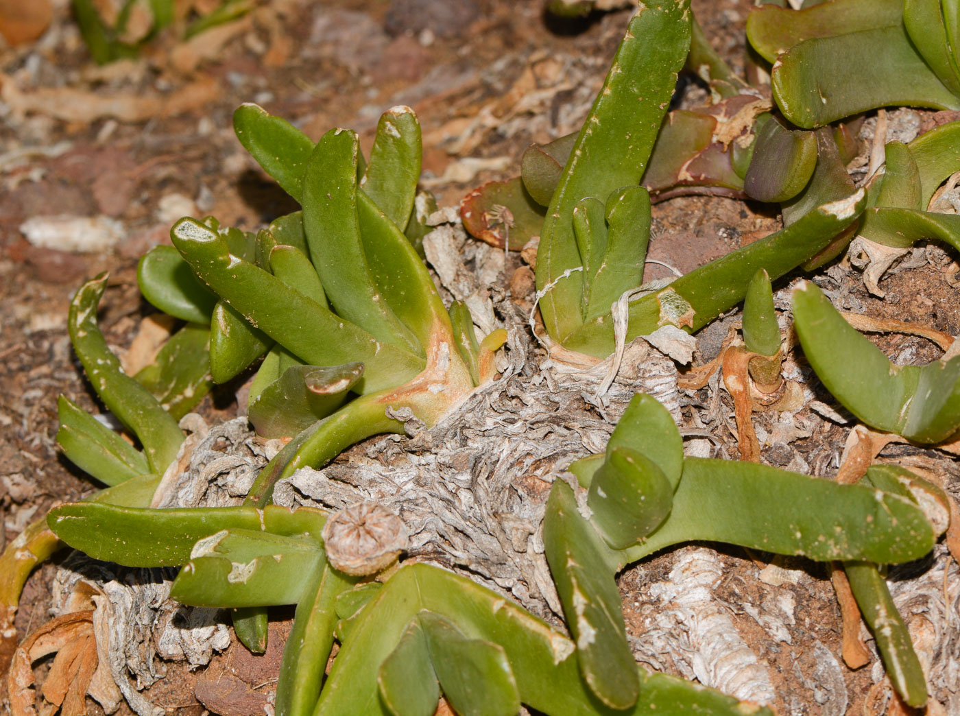 Изображение особи Glottiphyllum linguiforme.