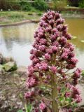 Petasites hybridus