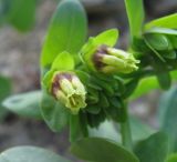 Cerinthe glabra подвид caucasica. Цветки. Кабардино-Балкария, Эльбрусский р-н, долина р. Шхельда, ок. 2200 м н.у.м., каменистое место. 30.07.2017.