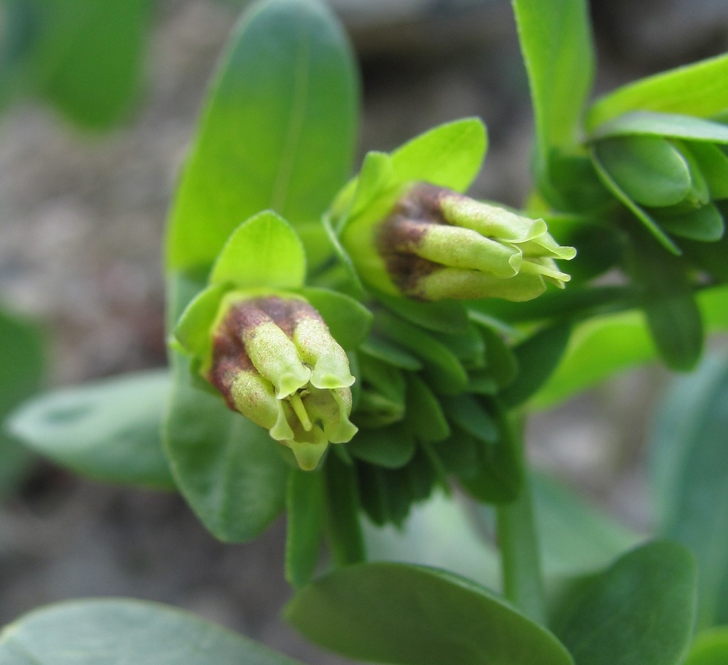 Image of Cerinthe glabra ssp. caucasica specimen.