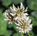 Trifolium repens. Соцветия. Московская обл., Истринский р-н, Павловская слобода. 18.06.2008.