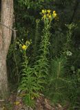 Hieracium umbellatum. Цветущие растения. Новосибирская обл., г. Новосибирск, окр. Академгородка, побережье Новосибирского вдхр., среди прибрежной древесной растительности. 5 августа 2017 г.