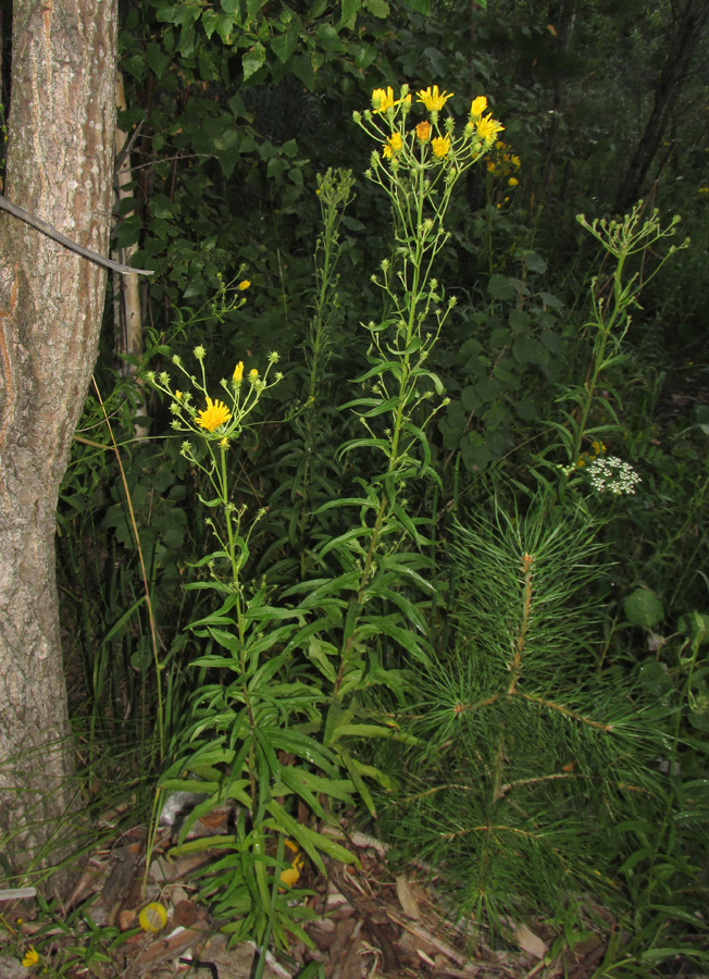 Изображение особи Hieracium umbellatum.