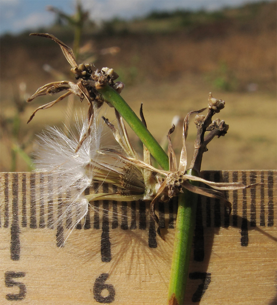 Изображение особи Chondrilla juncea.