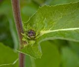 Inula helenium. Часть стебля с основанием листа и развивающимся пазушным соцветием. Пермский край, г. Пермь, Кировский р-н, садовый участок. 11 сентября 2017 г.