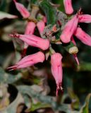 Euphorbia tithymaloides. Верхушка веточки с циациями. Израиль, впадина Мёртвого моря, киббуц Эйн-Геди. 24.04.2017.