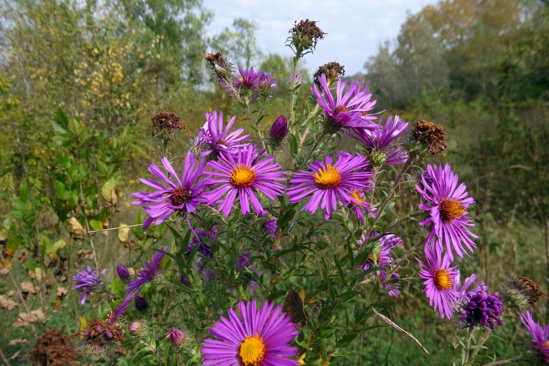 Image of Symphyotrichum novae-angliae specimen.