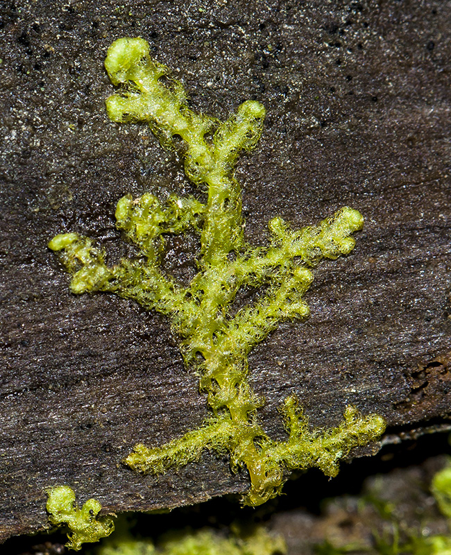 Image of Ptilidium pulcherrimum specimen.