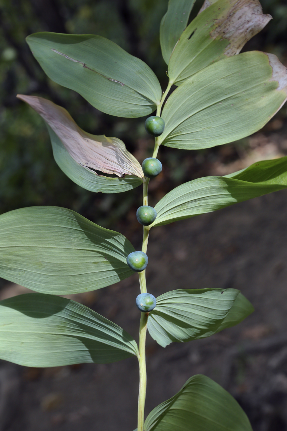 Image of Polygonatum odoratum specimen.