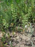 Alyssum turkestanicum variety desertorum. Цветущие и плодоносящие растения. ЮВ Крым, окр. Коктебеля. 30 апреля 2010 г.
