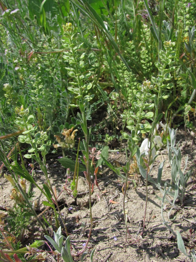 Изображение особи Alyssum turkestanicum var. desertorum.