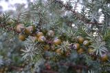 Juniperus oxycedrus ssp. macrocarpa