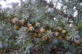 Juniperus subspecies macrocarpa