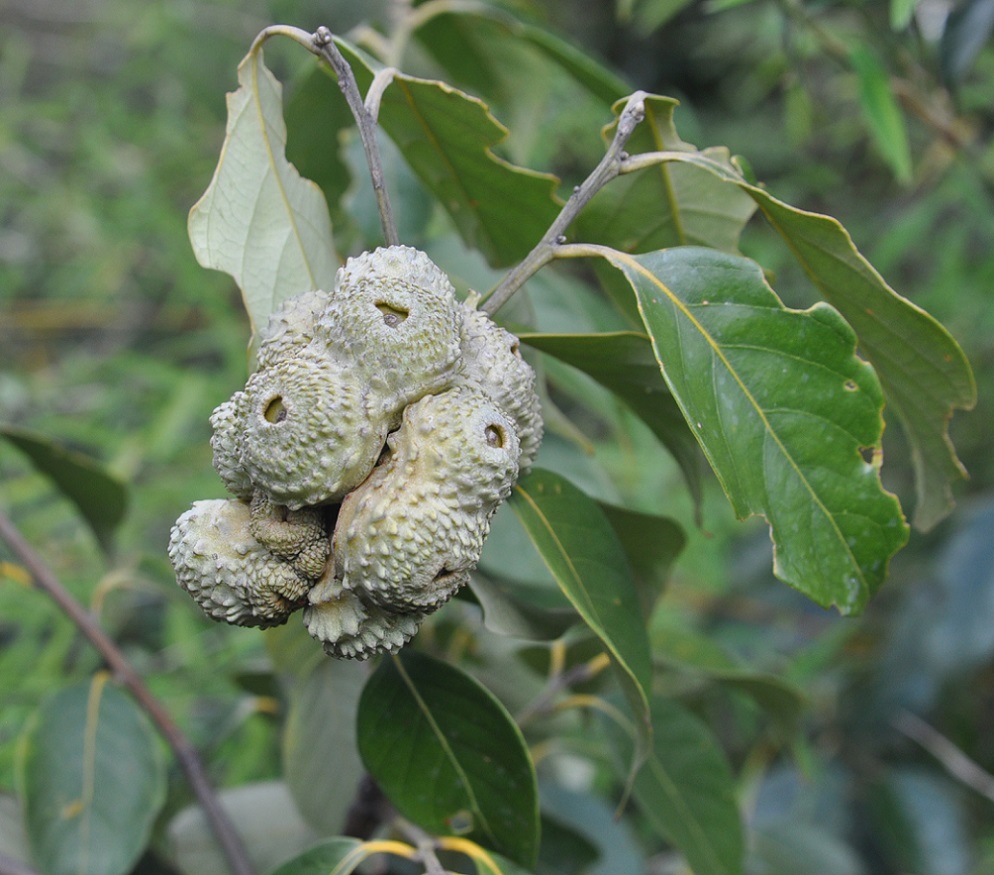 Изображение особи род Lithocarpus.