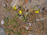 genus Potentilla. Цветущее растение. Таджикистан, Фанские горы, ущелье Куликалон, ≈ 2700 м н.у.м., сухой склон. 04.08.2017.