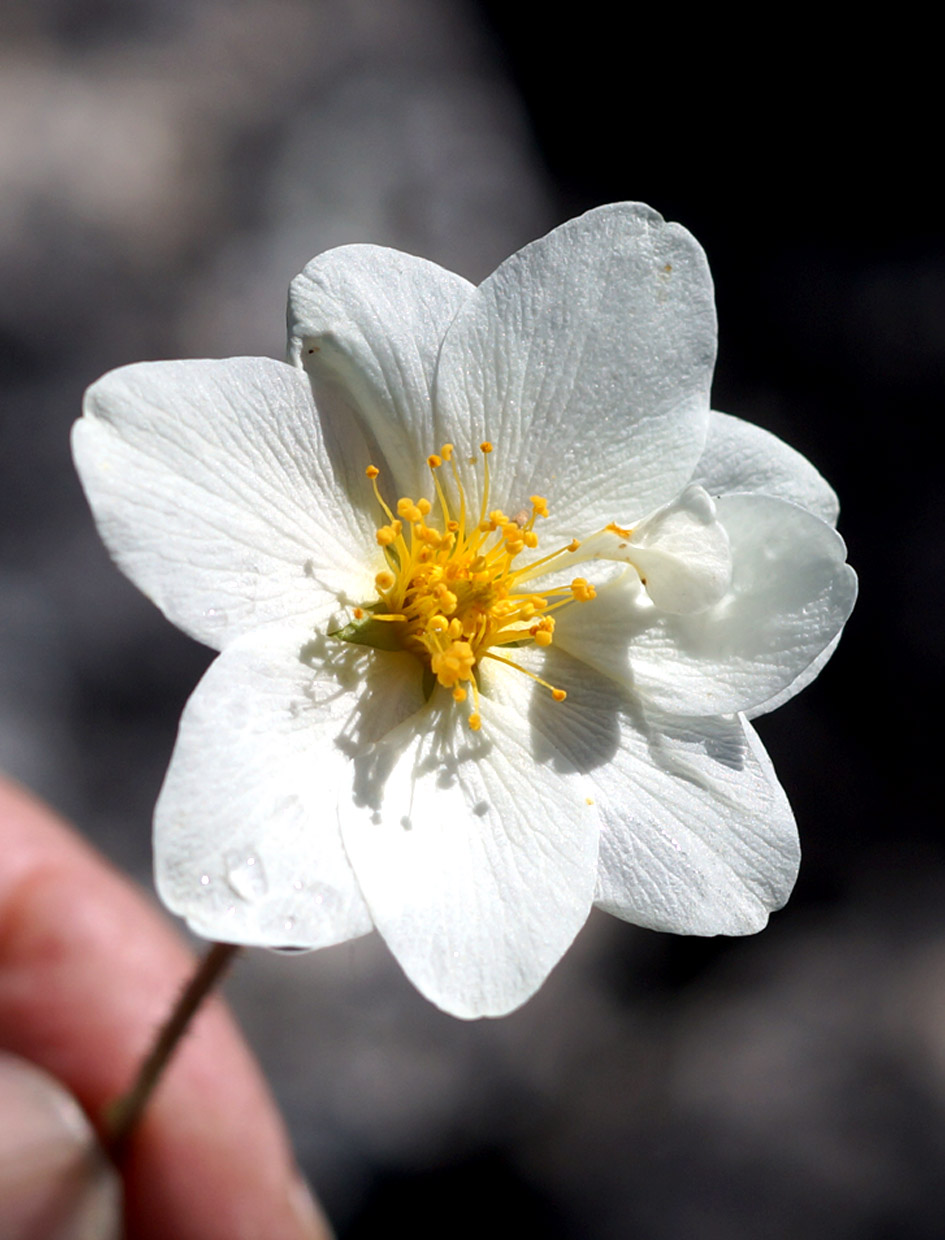 Image of Dryas punctata specimen.