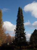 Abies lasiocarpa