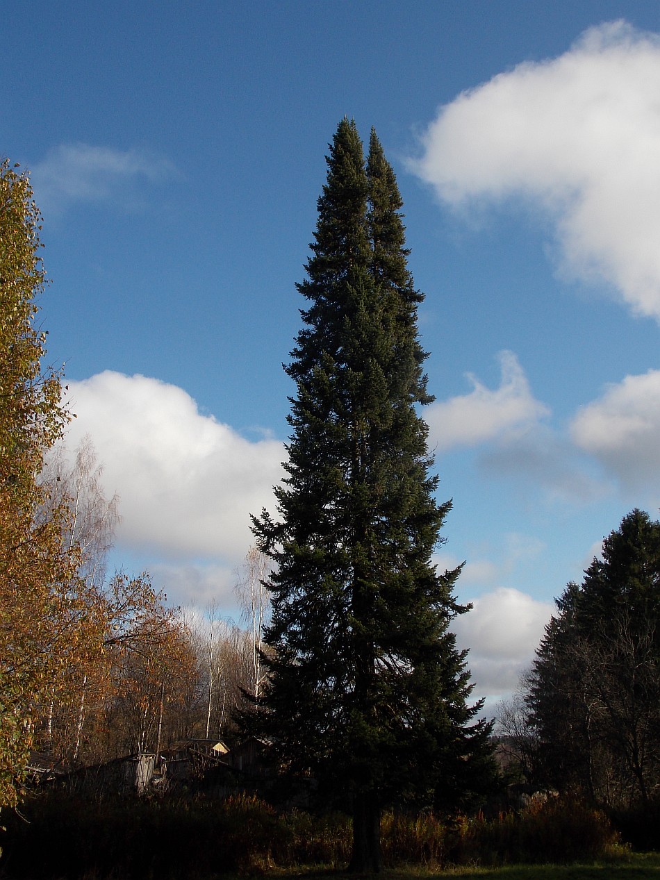 Изображение особи Abies lasiocarpa.