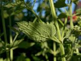 Nepeta cataria