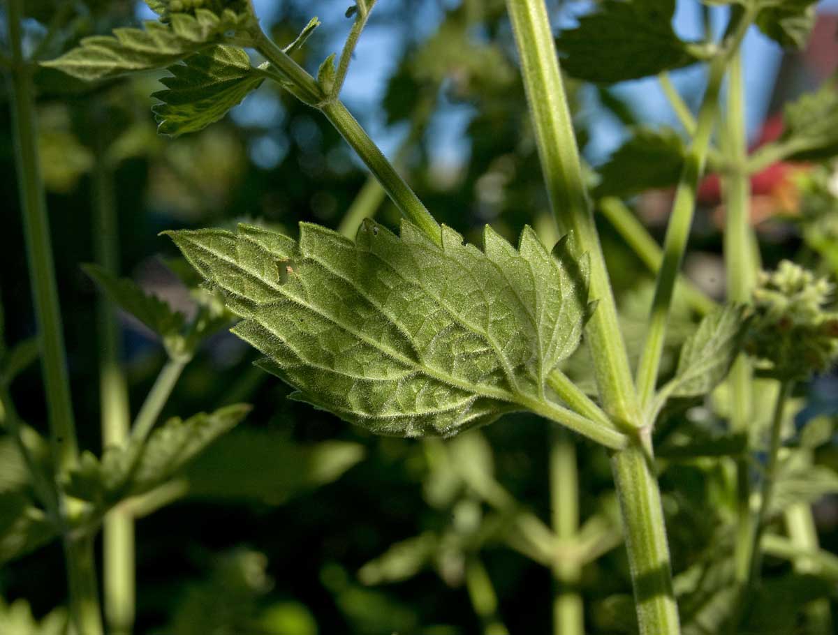 Image of Nepeta cataria specimen.