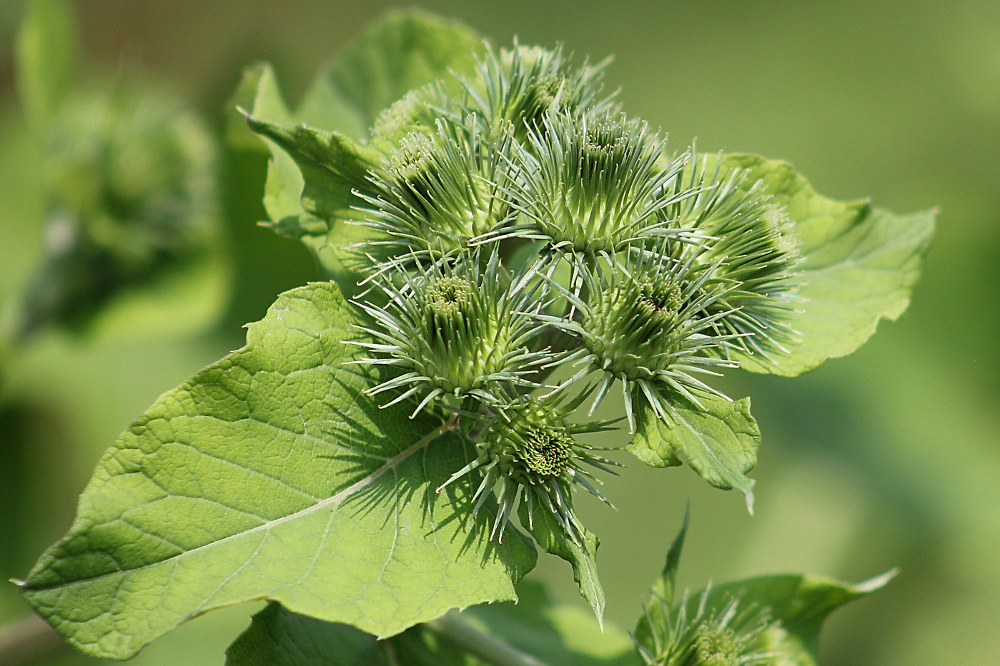 Изображение особи Arctium lappa.