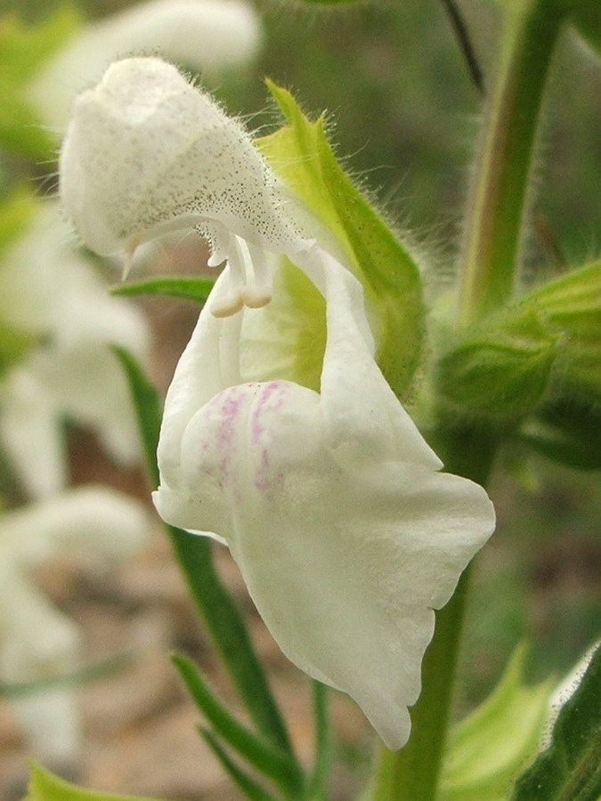 Изображение особи Salvia scabiosifolia.