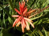 Aloe elgonica. Соцветие. Австралия, г. Брисбен, ботанический сад. 29.12.2017.