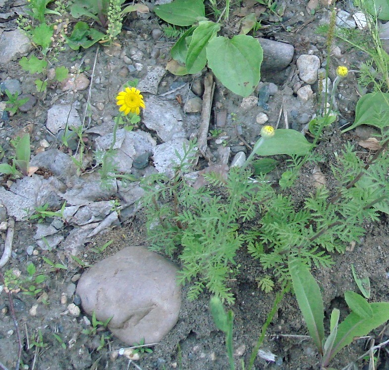 Image of Anthemis tinctoria specimen.