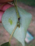 Image of taxon representative. Author is Николай Будишевский