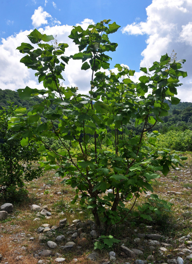 Image of Catalpa ovata specimen.