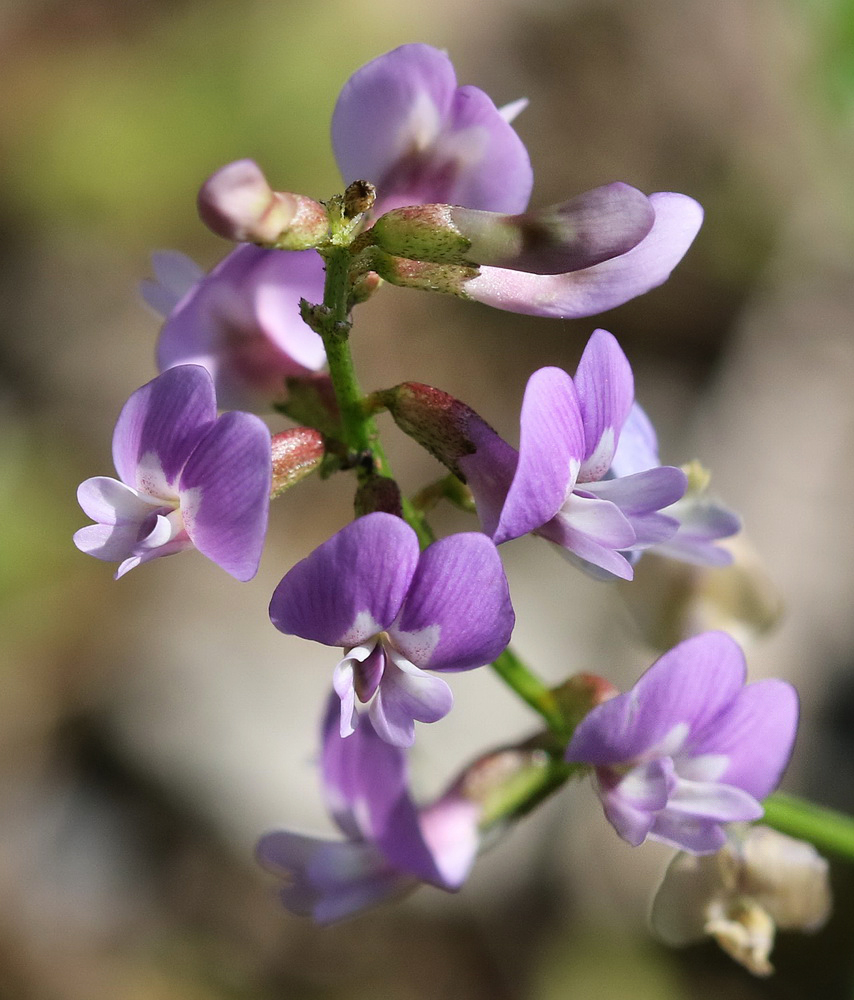 Изображение особи Astragalus silvisteppaceus.