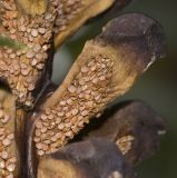 Dioon spinulosum