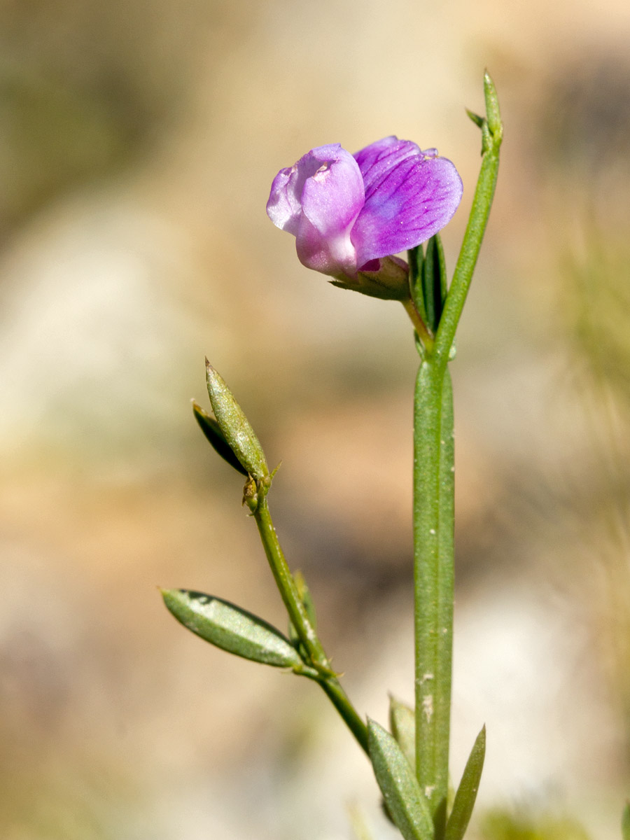 Изображение особи Lathyrus neurolobus.