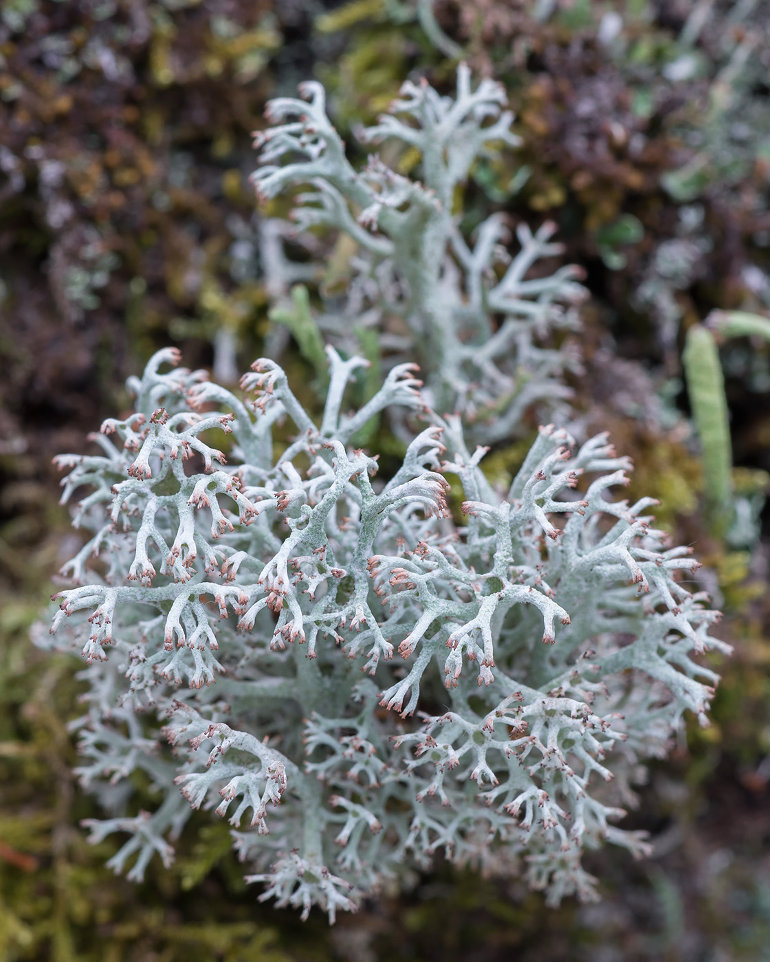 Изображение особи Cladonia rangiferina.